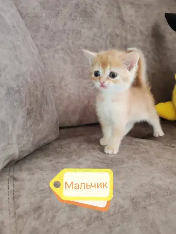 Котята, шотландские и британские., фотография 5