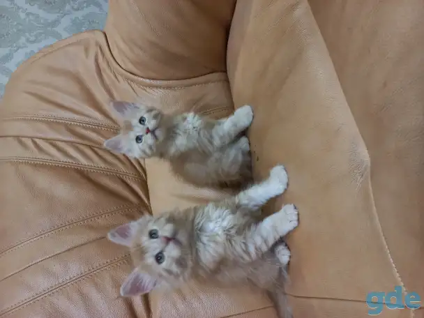 Котята мэйн кун, 2 мес., фотография 2