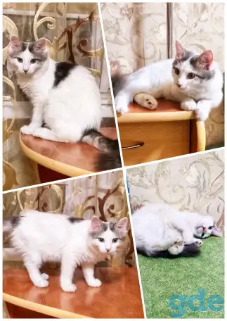 Кошка ищет любящую семью, фотография 3