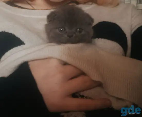 Продам британских котят, фотография 5