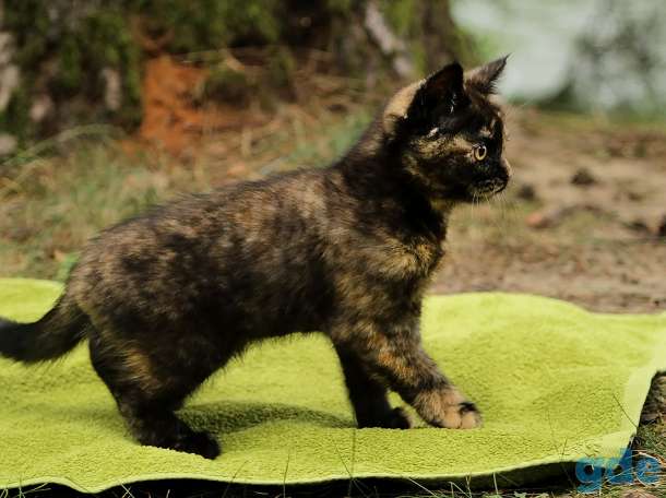 Британский котенок черепахового окраса, фотография 5