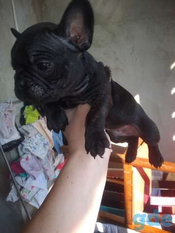 Французский бульдог, фотография 5