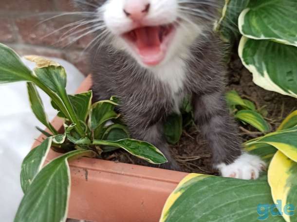 Котята ищут дом и любящих хозяев, фотография 7