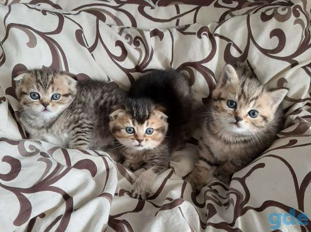 Котята шотландские, фотография 3