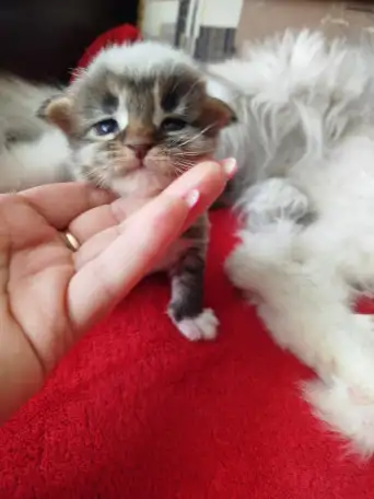 Котята мейн кун, фотография 8