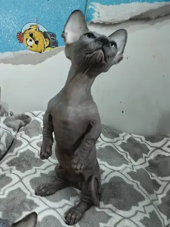 Котенок бамбино канадский сфинкс, фотография 2