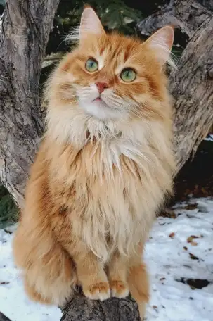 Кошка Лиза, фотография 1