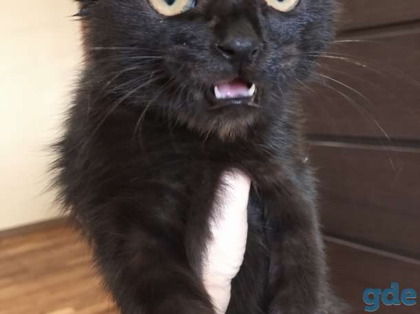 Милые котята, фотография 1