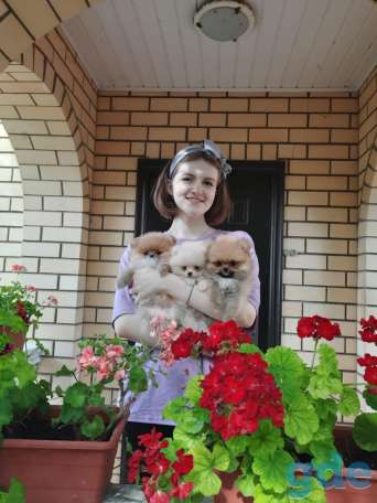 продаются щенки померанского шпица от родителей чемпионов, фотография 1