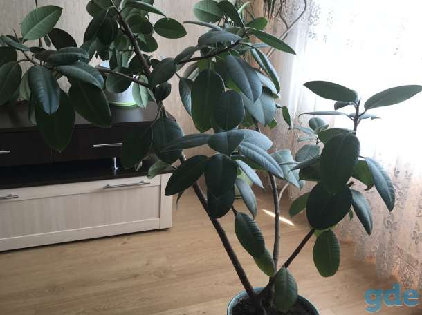 продается большой красивый фикус, фотография 1