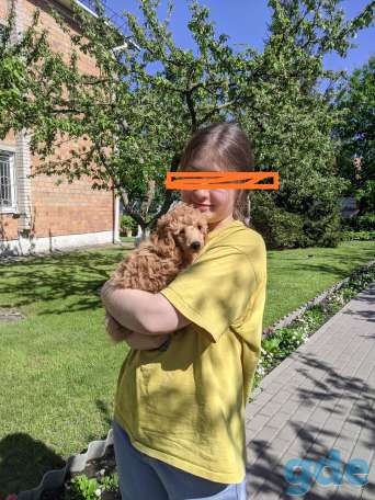 Той пудель, фотография 1