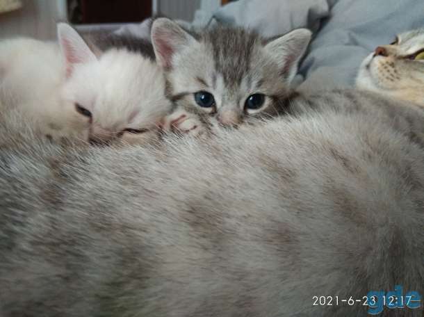 Продажа шотландских котят, фотография 2