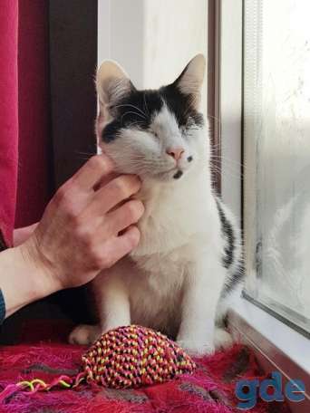 Котик ищет дом, фотография 1