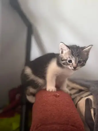 Котята в дар от домашней кошечки, фотография 2