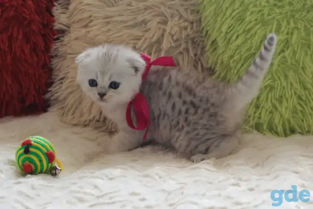 Шотландский котенок, фотография 4