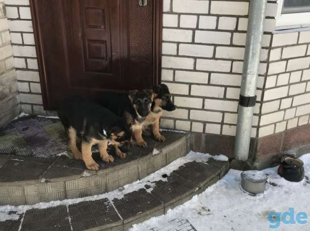 Продам щенков немецкой овчарки, фотография 9