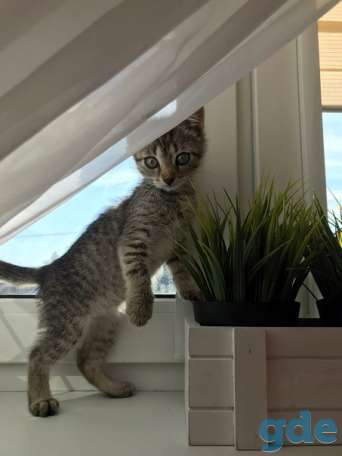 Котенок ищет дом, фотография 3