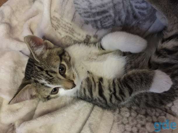 Котёнок в добрые руки, фотография 4