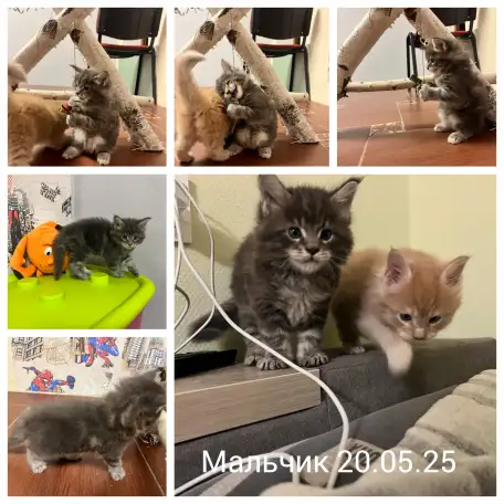 Котята, фотография 3