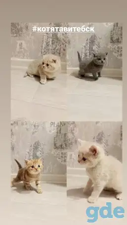 Котята шотланской прямоухой, фотография 1