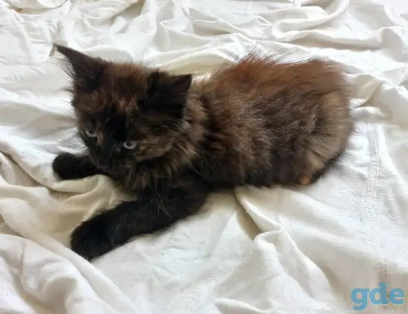 Котейка, фотография 3