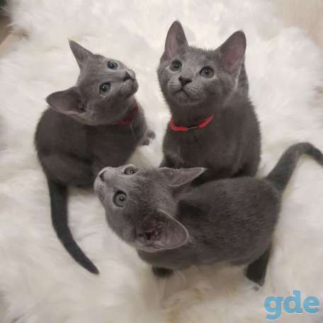Котята русской голубой, фотография 2