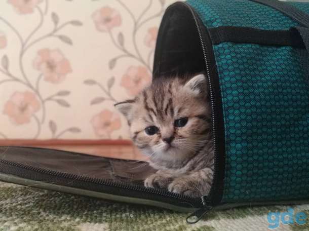 Шотладская кошечка, фотография 1