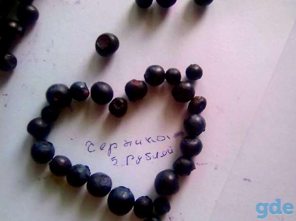 Продам чернику, фотография 1