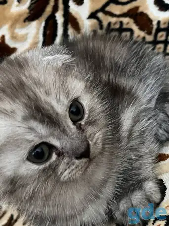 Продаются котята, фотография 3