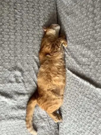 Котик в добрые руки, фотография 5