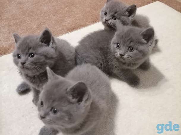 Британские котята, фотография 7