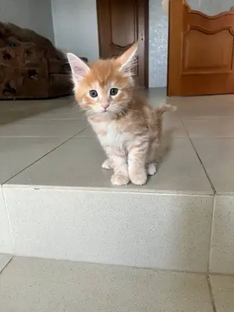 Котята, фотография 2
