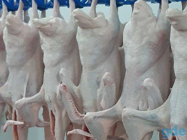 Мясо утки, утенка и субпродукты от производителя, фотография 1