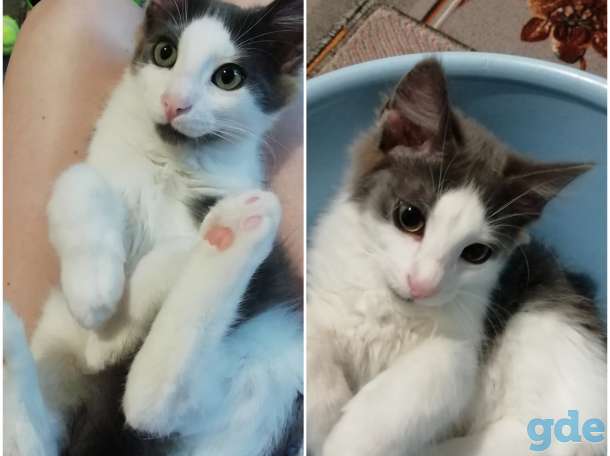 Очаровательный Котенок - зайка в дар, хорошие руки, фотография 1