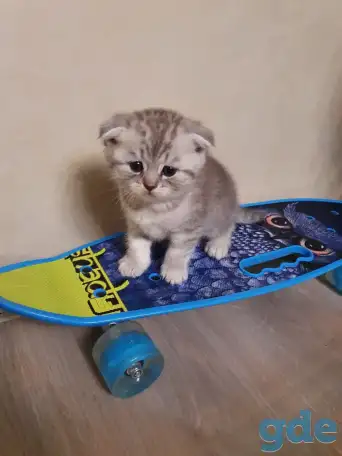 Котята, фотография 3