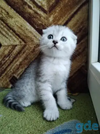 Скоттиш-страйт, шотландцы, фотография 11