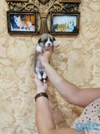 Щенки Вельш корги пеброк, фотография 6