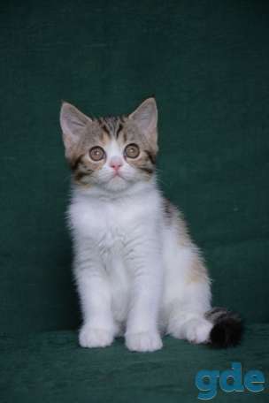 Шотландские котята питoмника Aguticat, фотография 2