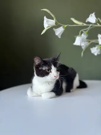 Котенок Лара в дар!, фотография 1