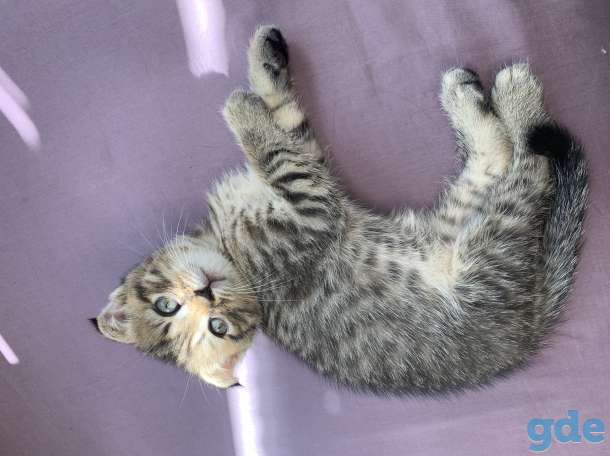 Шотландские котята, фотография 5
