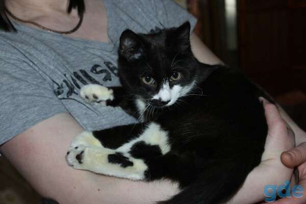 В ответственные руки котята. Мальчики и девочки., фотография 2