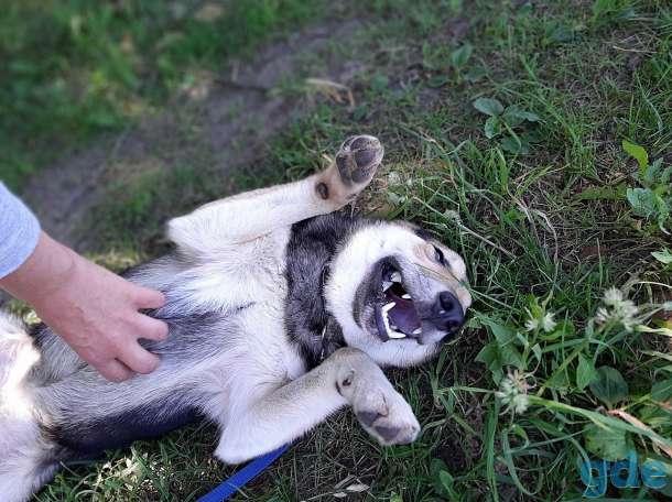 Улыбашка Черри, фотография 3