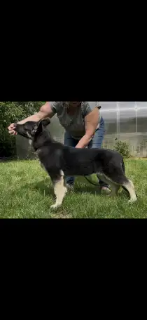 Щенки ВЕО, фотография 1