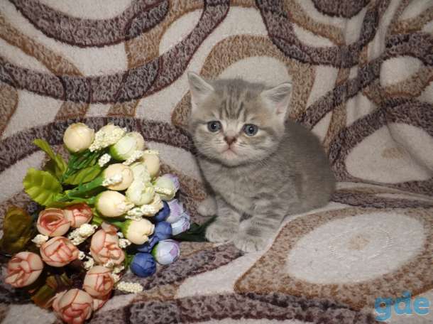 Шотландские котята, фотография 4
