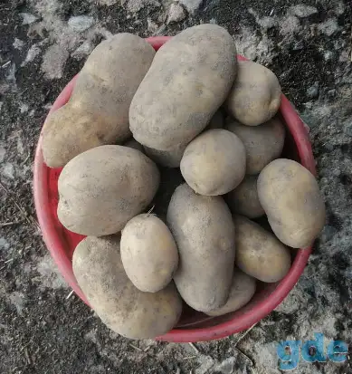 Картофель, семена, крупный и мелкий, фотография 3