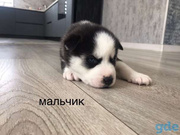 Щенки хаски, фотография 4