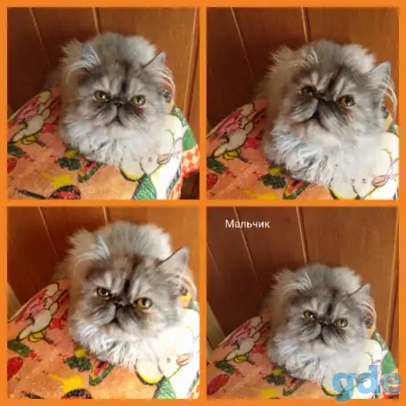 Персидские котята экстремального типа чистокровные.Персы.Котята., фотография 8