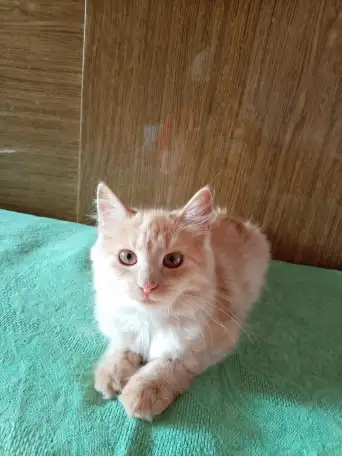 Ласковые, нежные котята в заботливые руки, фотография 2