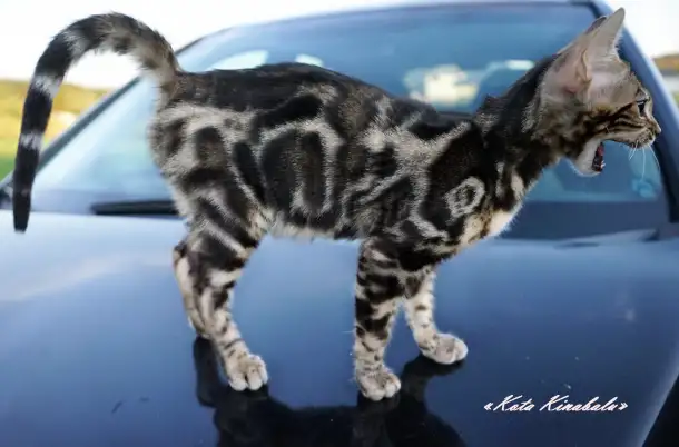 БЕНГАЛЬСКИЕ КЛУБНЫЕ КОТЯТА, фотография 6