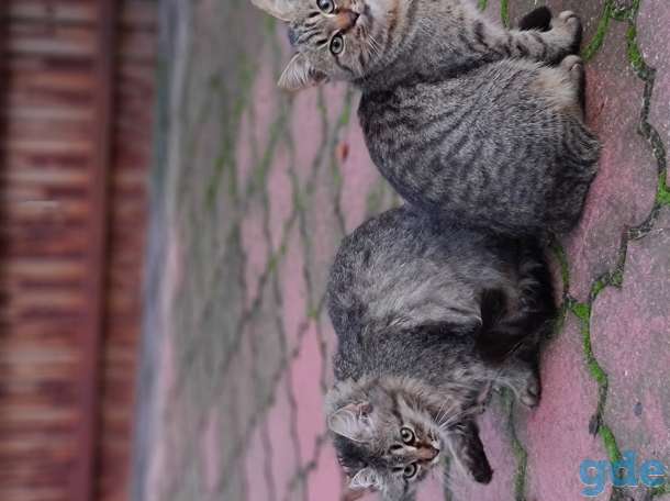 Милые котики ищут дом, 4 месяца, фотография 4